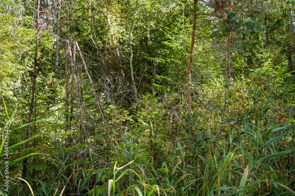 Fototapeta premium green summer foliage textured background
