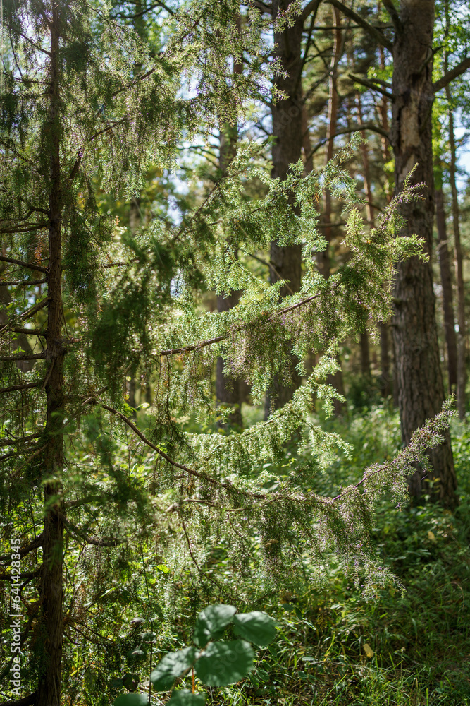 Obraz premium green summer foliage textured background