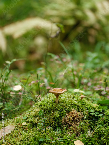 green summer foliage textured background © Martins Vanags