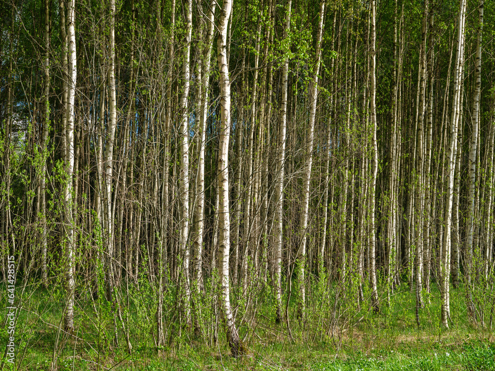 tree trunks with bark in summer forest sunlight tree trunks with bark in summer forest sunlight