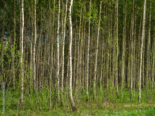 Fototapeta Naklejka Na Ścianę i Meble -  tree trunks with bark in summer forest sunlight