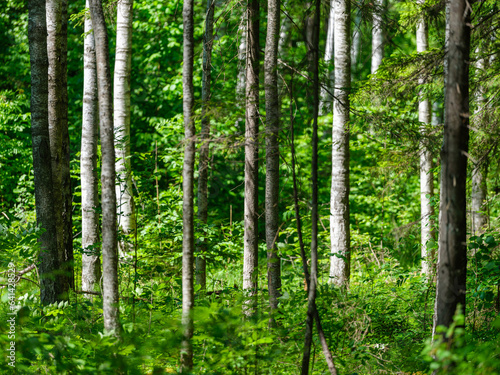 tree trunks with bark in summer forest sunlight