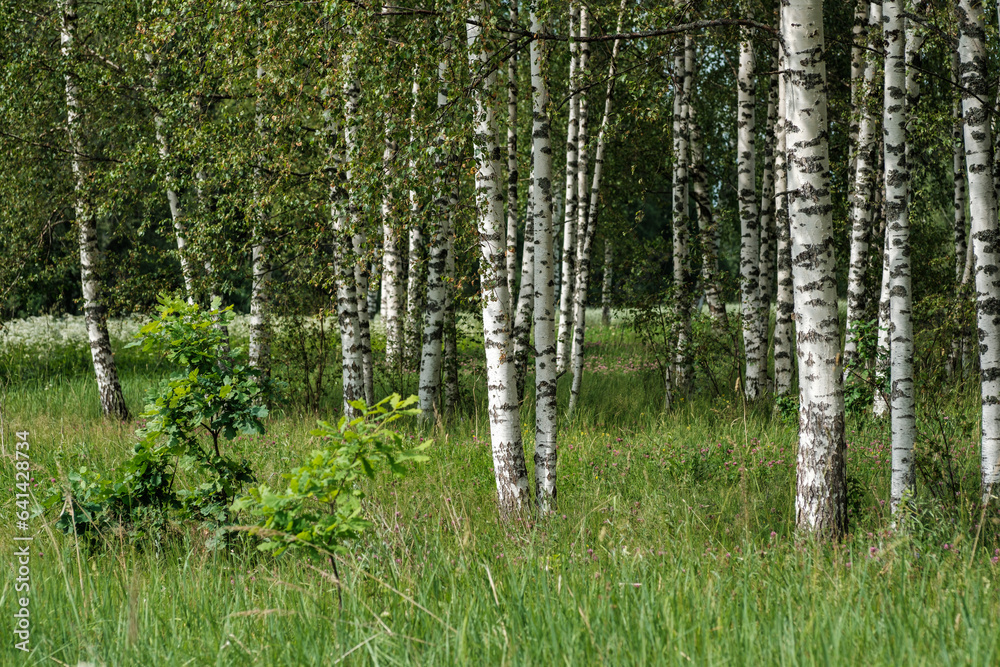 Fototapeta premium tree trunks with bark in summer forest sunlight