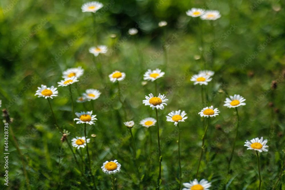 Fototapeta premium white flowers with green summer foliage textured background