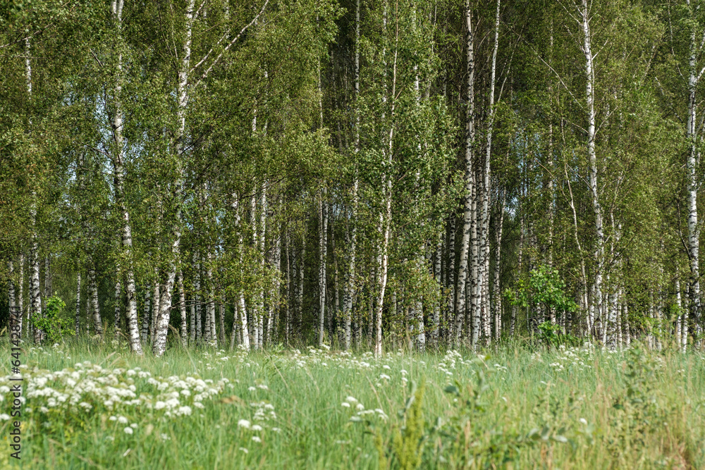 Obraz premium tree trunks with bark in summer forest sunlight