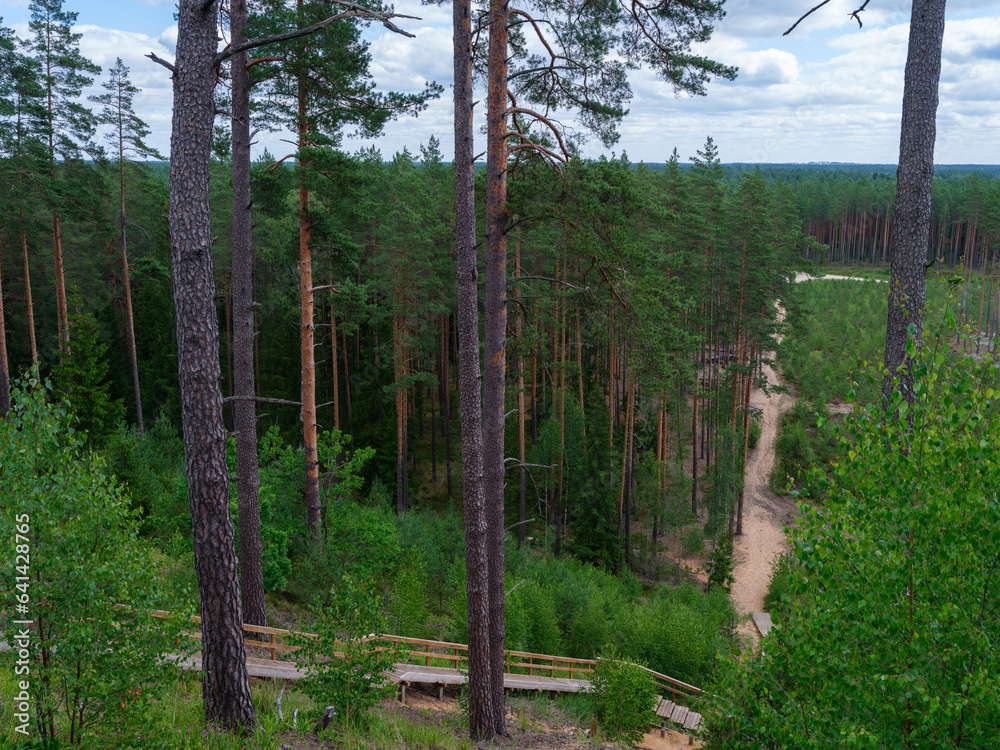 Obraz premium tree trunks with bark in summer forest sunlight