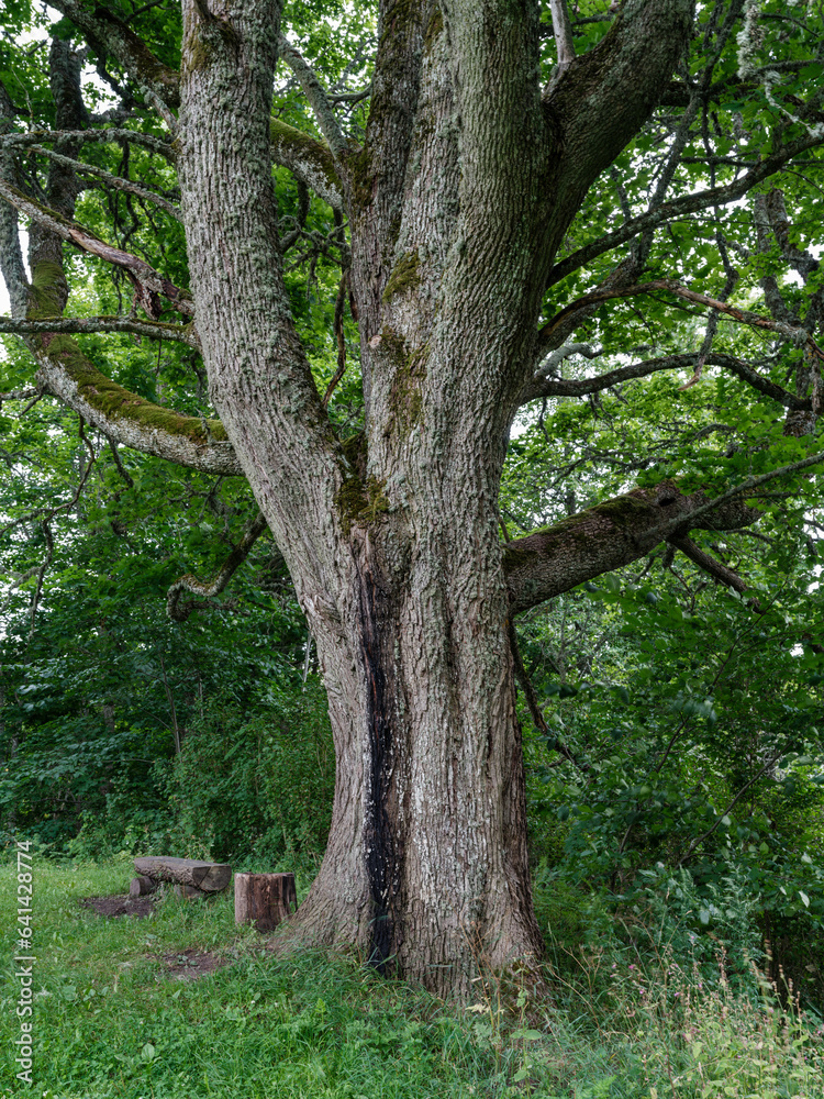 tree trunks with bark in summer forest sunlight tree trunks with bark in summer forest sunlight