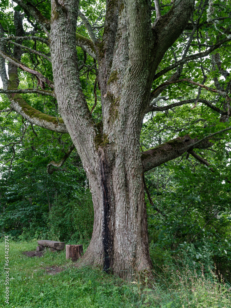 tree trunks with bark in summer forest sunlight