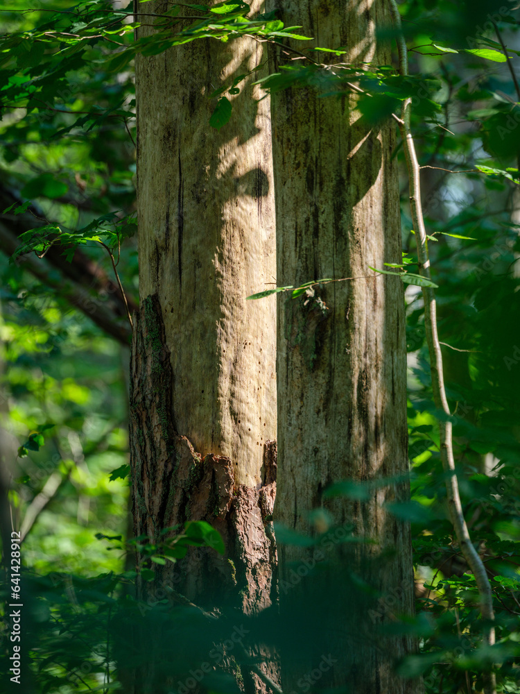 tree trunks with bark in summer forest sunlight tree trunks with bark in summer forest sunlight