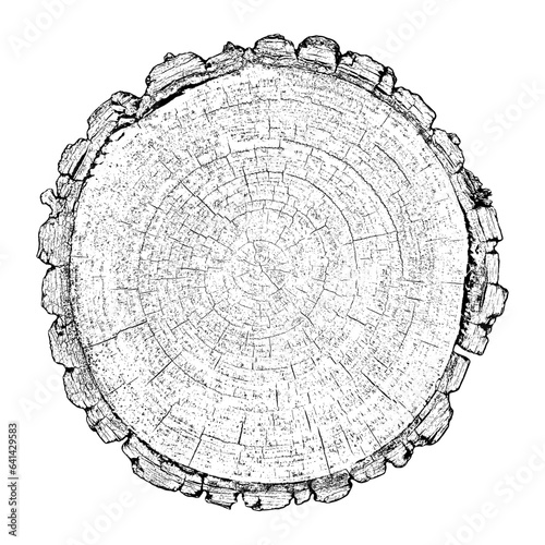 Wood texture cross section of tree rings. Cut slice of wooden stump isolated on white. Textured surface with rings and cracks. Black background made of hardwood from the forest. Vector illustration.