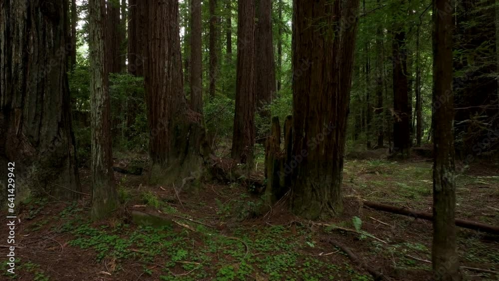 Aerial California coastal redwoods forest trail path pull traffic. Northern ocean shoreline coastal ecosystem landscape. Sequoia are tallest trees on earth. Forest old growth temperate rainforests.