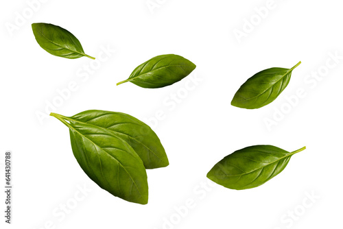 basil leaves isolated on white background. Herb, spice, food background. Alternative medicinal plants. Design elements, copy space