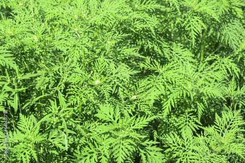 American common ragweed, full frame. Dangerous plant. Ambrosia shrubs that causes allergic reactions, allergic rhinitis. Close-up. Selective focus.