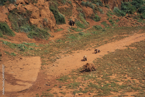 Image of a family grizzly bears
