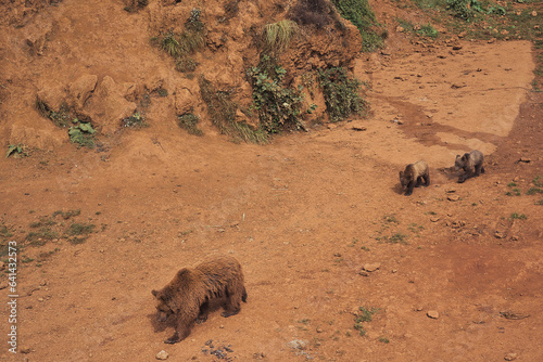 Image of grizzly bears in a zoo 