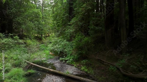 Aerial California coastal redwoods forest gravel creek 2. Northern ocean shoreline coastal ecosystem landscape. Sequoia are tallest trees on earth. Forest old growth temperate rainforests.