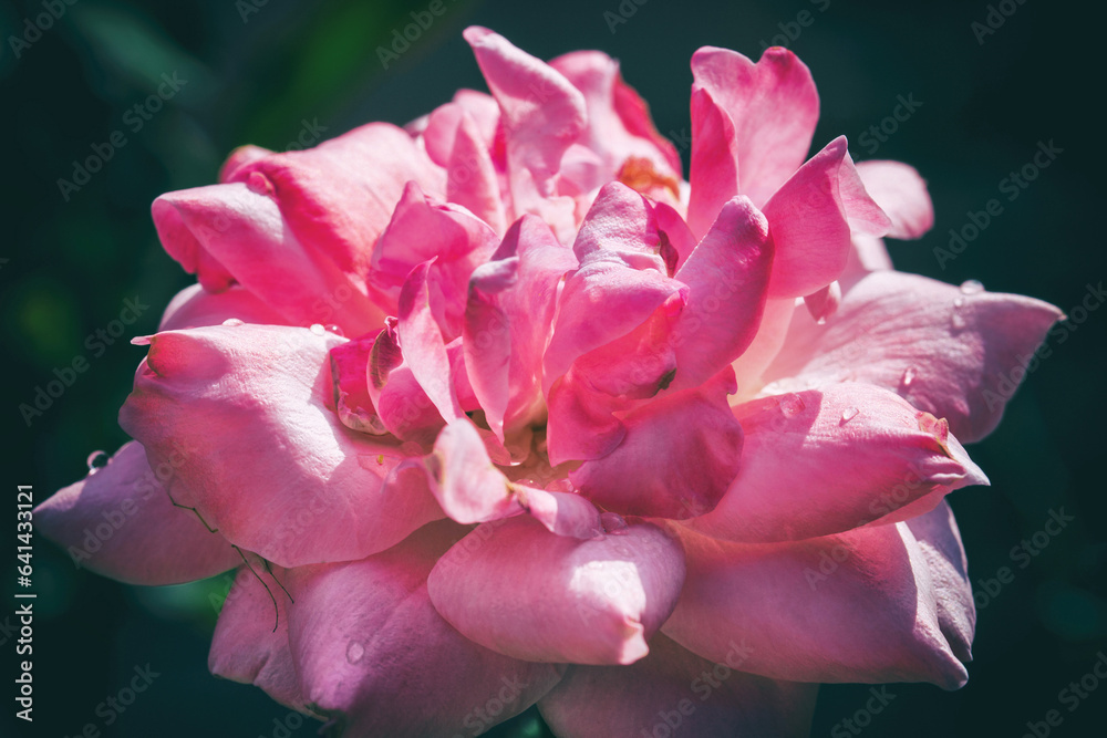 Naklejka premium Rose at dawn with some drops of dew on the tender pink petals