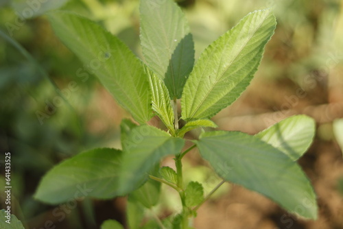 Wallpaper Mural Fresh Molokhia plant | Rural North Sudan Torontodigital.ca
