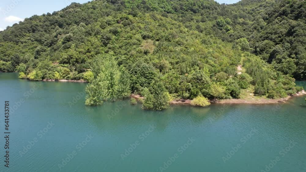 trees in the lake trees in the lake
