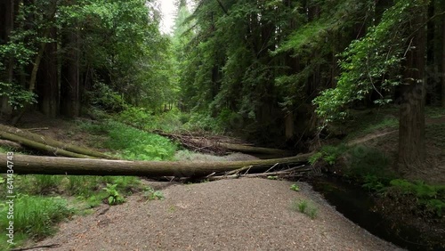 Aerial California coastal redwoods forest gravel creek fast. Northern ocean shoreline coastal ecosystem landscape. Sequoia are tallest trees on earth. Forest old growth temperate rainforests.