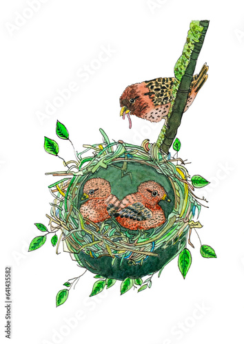 Bird sparrow (Passer domesticus) feeding 2 chicks with a worm. The chicks are in the bird's nest. Real watercolor against white background. Scalable vector.
