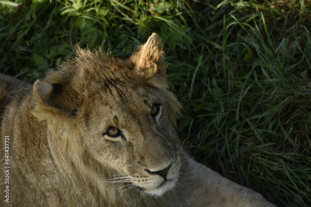 Animals - traditionally (since Aristotle) distinguished category of organisms, currently considered as a biological kingdom. Animals are the main object of study of zoology. Animals - traditionally (since Aristotle) distinguished category of organisms, currently considered as a biological kingdom. Animals are the main object of study of zoology.