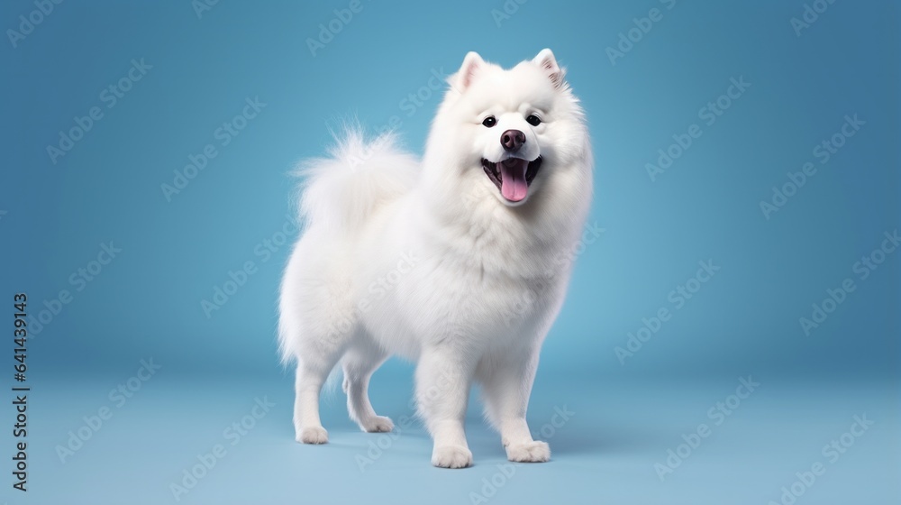 Samoyed Samoyed