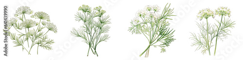 Caraway Botanical View On A Clean White Background Soft Watercolour Transparent Background