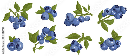 Set of ripe blueberries. Vector graphics.