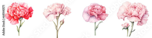 Carnation Botanical View On A Clean White Background Soft Watercolour Transparent Background