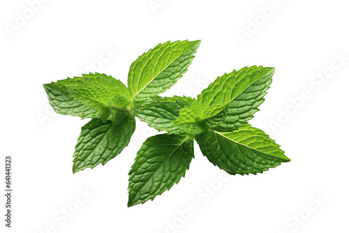 fresh mint isolated on white background, PNG