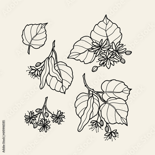 Hand drawn linden tree collection