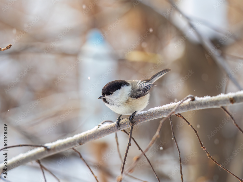 Cute bird the willow tit, song bird sitting on a branch without leaves in the winter. Cute bird the willow tit, song bird sitting on a branch without leaves in the winter.