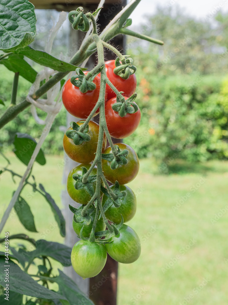 A sprig of ripening cherry tomatoes. A sprig of ripening cherry tomatoes.