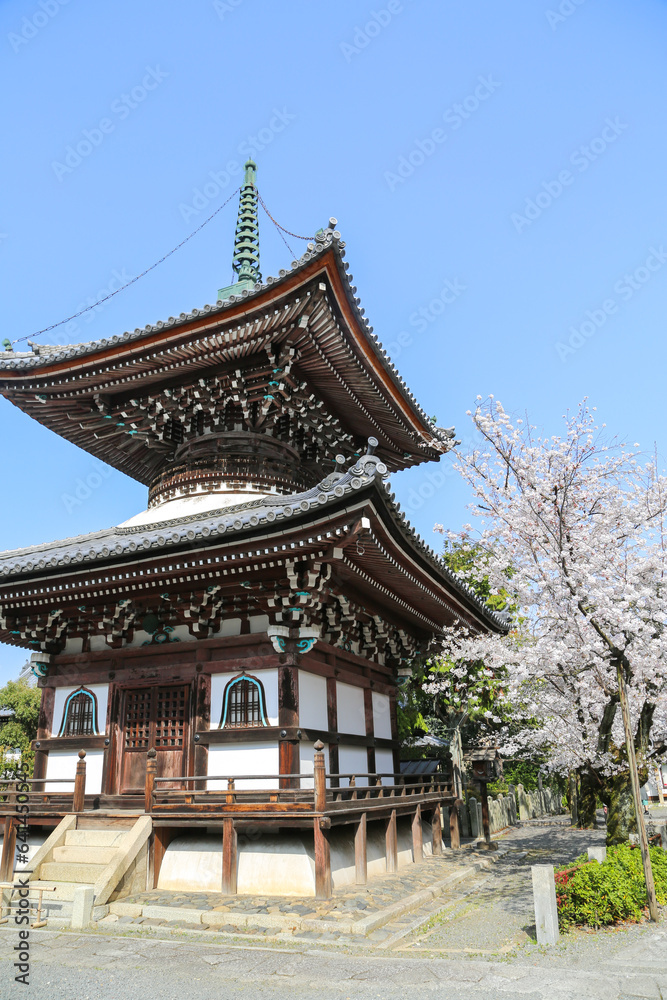 本法寺境内に咲く染井吉野