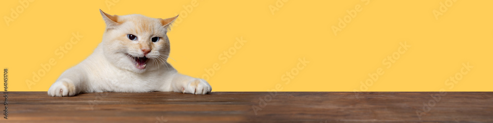Banner red cat holding on to the edge of the table and screaming, the cat demands something, yellow background