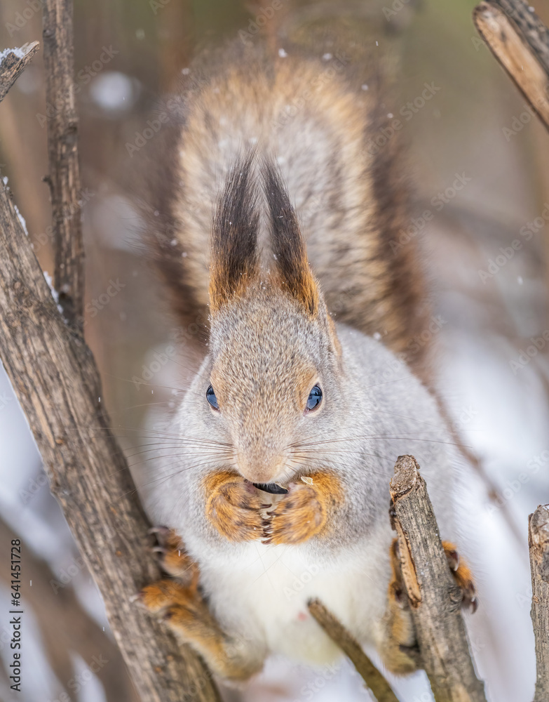 Fototapeta premium The squirrel with nut sits on tree in the winter or late autumn