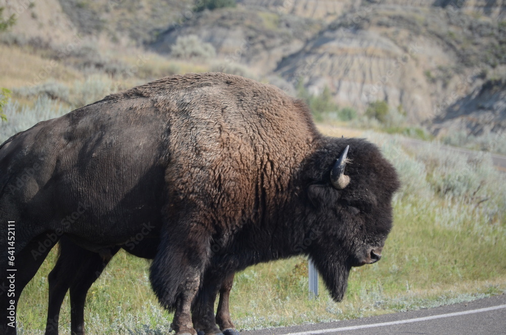 american bison american bison