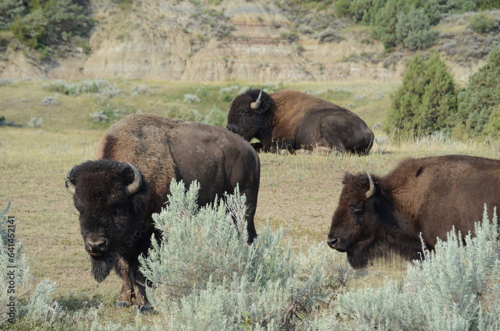 buffalo in the field