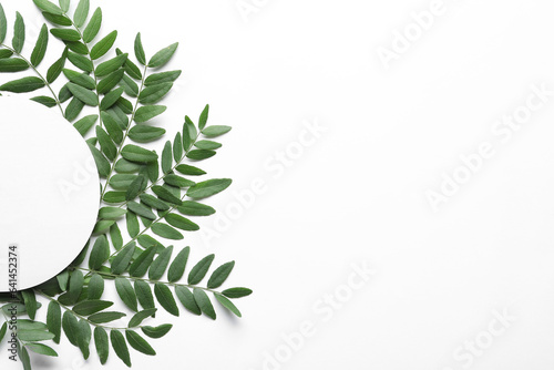 Green leaves of acacia tree with round blank card on white background