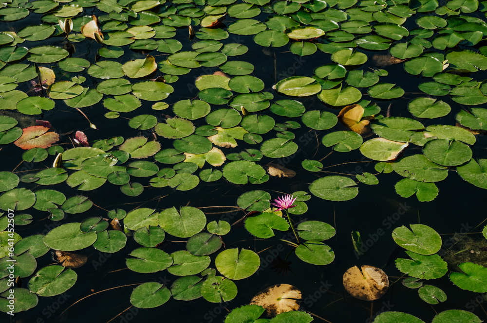 Pond stocked with water lilies and a purple lotus flower. Beautiful mosaic of green plants. Pond stocked with water lilies and a purple lotus flower. Beautiful mosaic of green plants.