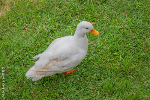 A small white goose is walking in the green garden.