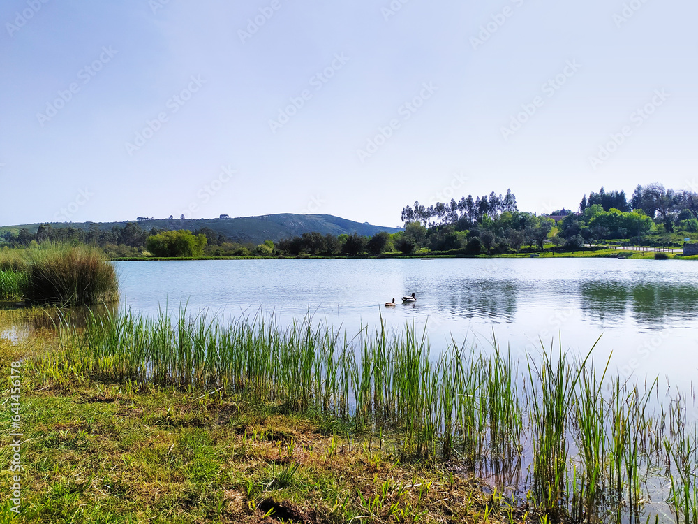 Beautiful lake among vegetation and trees, landscape photo