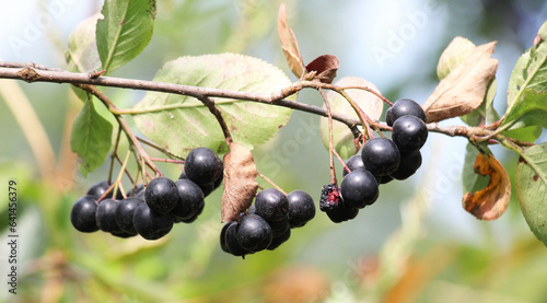 Branch of chokeberry (Aronia melanocarpa) with fruit