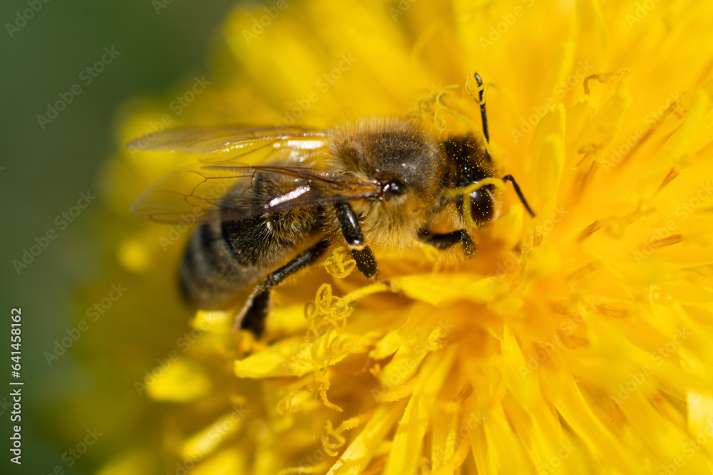 extremly  macro shot of working bee at yellow flower- dandelion. sunny day