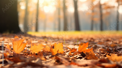 Beautiful yellow and brown leaves in an autumn park. Autumn leaves covering the ground in the autumn forest. Golden autumn forest in sunlight. Defocused view  blurred background.