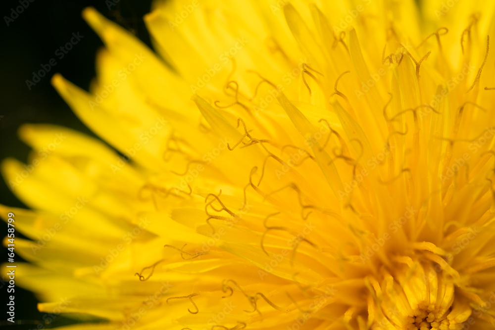 extreme macro shot of yellow flower- dandelion at sunny day extreme macro shot of yellow flower- dandelion at sunny day