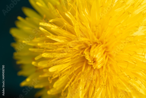 Fototapeta Naklejka Na Ścianę i Meble -  extremly  macro shot of yellow flower- dandelion