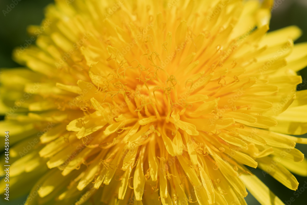 macro shot of yellow flower- dandelion at sunny day macro shot of yellow flower- dandelion at sunny day