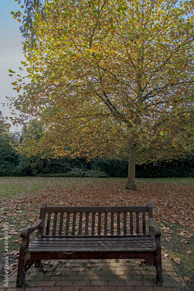London, park with bench and tree in autumn. London, park with bench and tree in autumn.